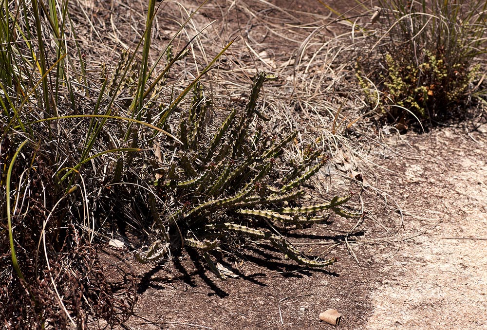Euphorbia griseola subsp. griseola