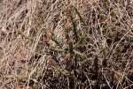 Euphorbia griseola subsp. griseola