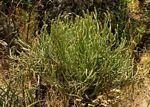 Euphorbia griseola subsp. mashonica