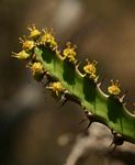 Euphorbia griseola subsp. mashonica