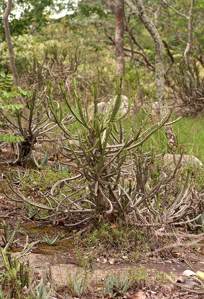 Euphorbia griseola subsp. mashonica