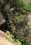 Euphorbia griseola subsp. mashonica