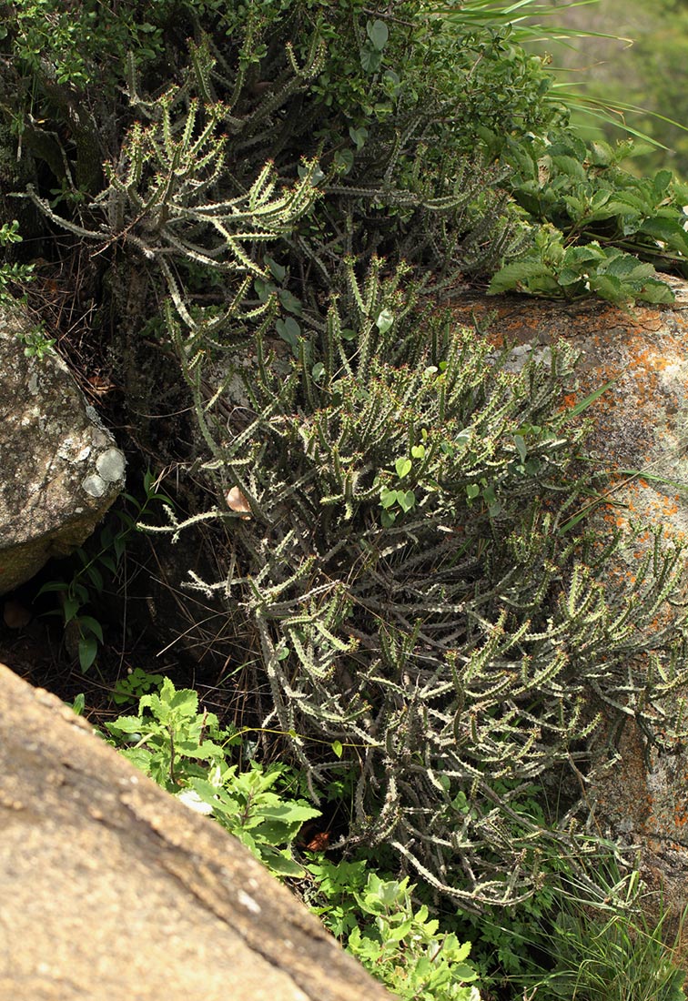Euphorbia griseola subsp. mashonica