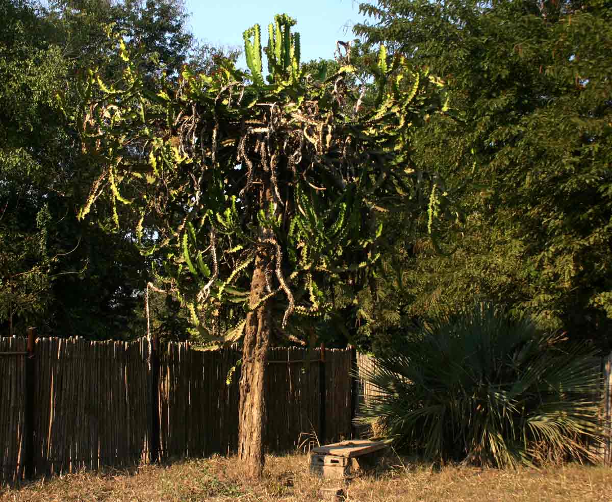 Euphorbia halipedicola