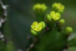 Euphorbia halipedicola