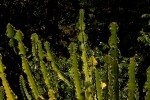 Euphorbia halipedicola