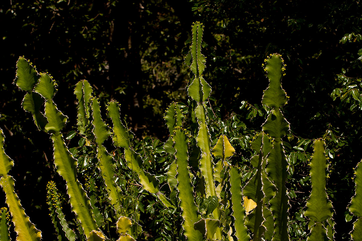 Euphorbia halipedicola