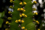 Euphorbia halipedicola
