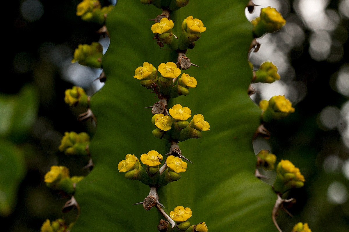 Euphorbia halipedicola