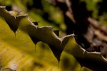 Euphorbia halipedicola
