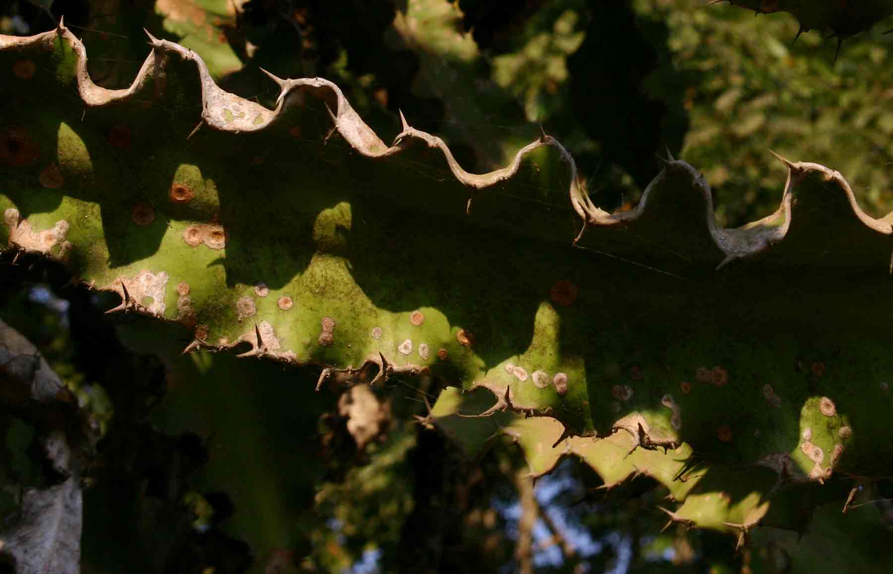 Euphorbia halipedicola