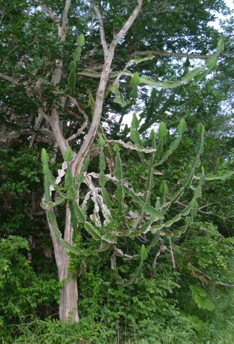 Euphorbia halipedicola
