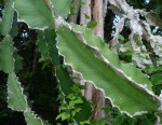 Euphorbia halipedicola