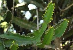 Euphorbia halipedicola