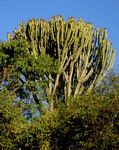 Euphorbia ingens