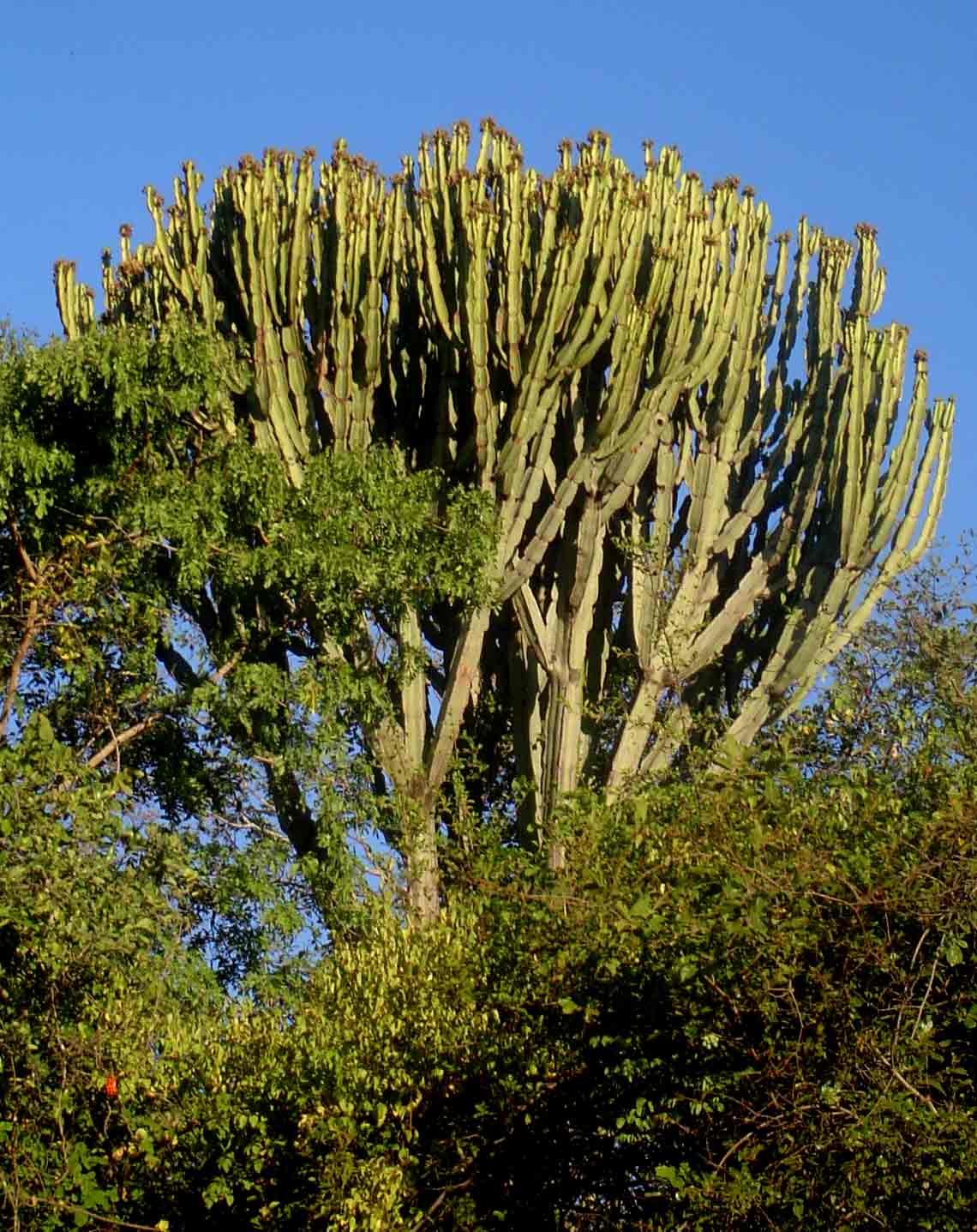 Euphorbia ingens
