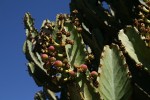 Euphorbia ingens