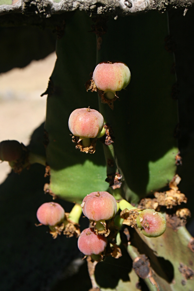 Euphorbia ingens