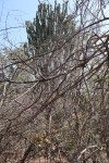 Euphorbia ingens