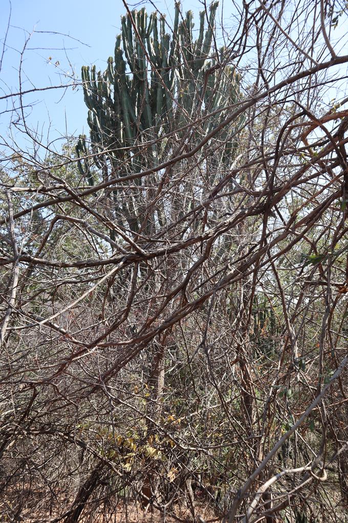 Euphorbia ingens