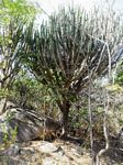 Euphorbia ingens
