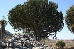 Euphorbia ingens