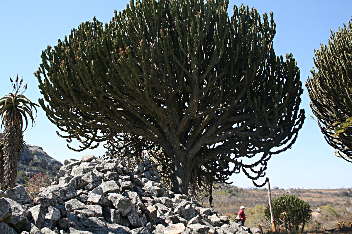 Euphorbia ingens