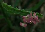Euphorbia lividiflora