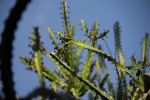 Euphorbia lividiflora
