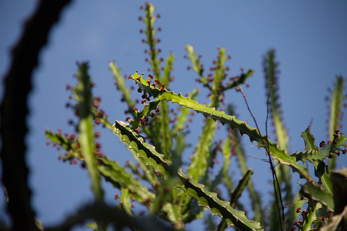 Euphorbia lividiflora