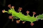 Euphorbia lividiflora