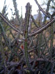 Euphorbia malevola
