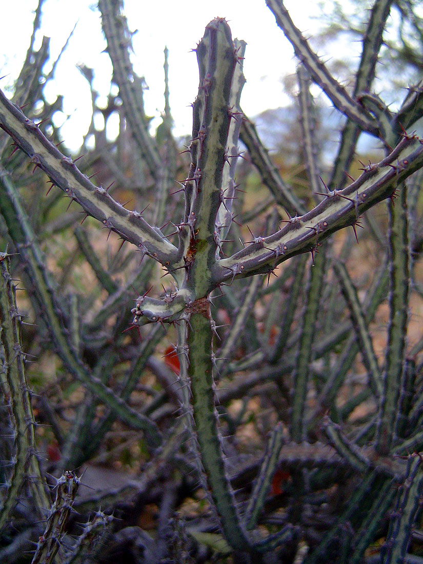 Euphorbia malevola