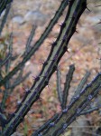 Euphorbia malevola