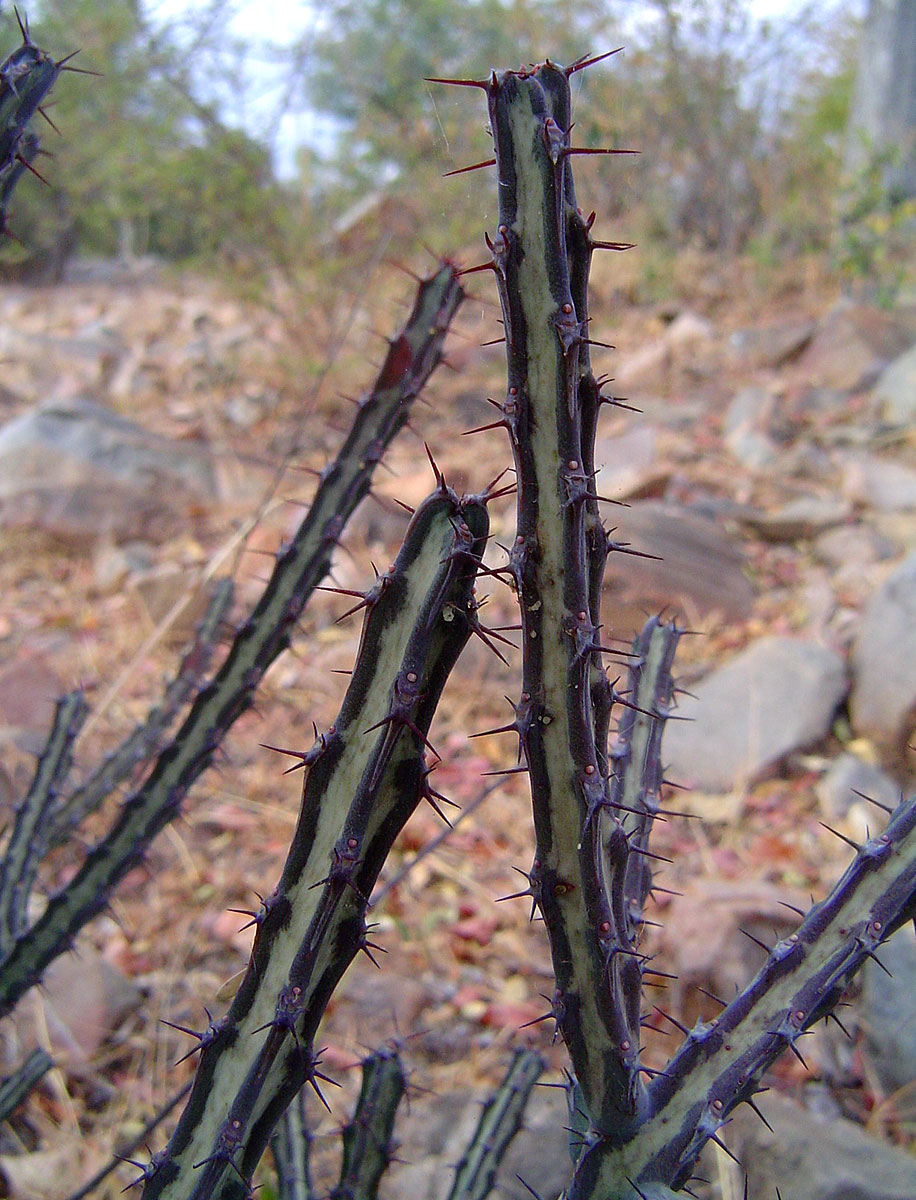 Euphorbia malevola