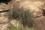Euphorbia malevola