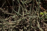 Euphorbia malevola