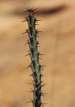 Euphorbia malevola
