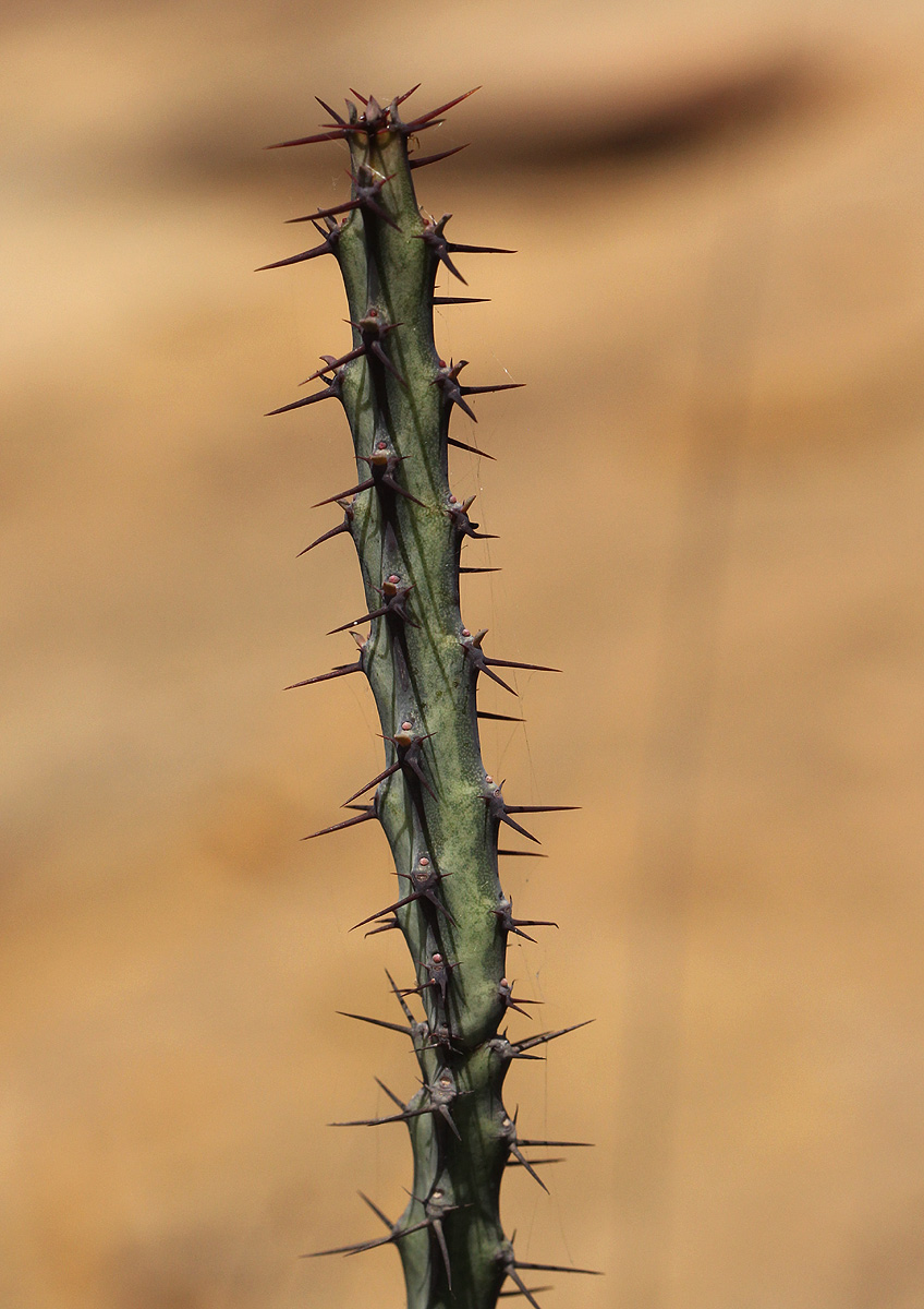 Euphorbia malevola