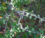 Euphorbia matabelensis