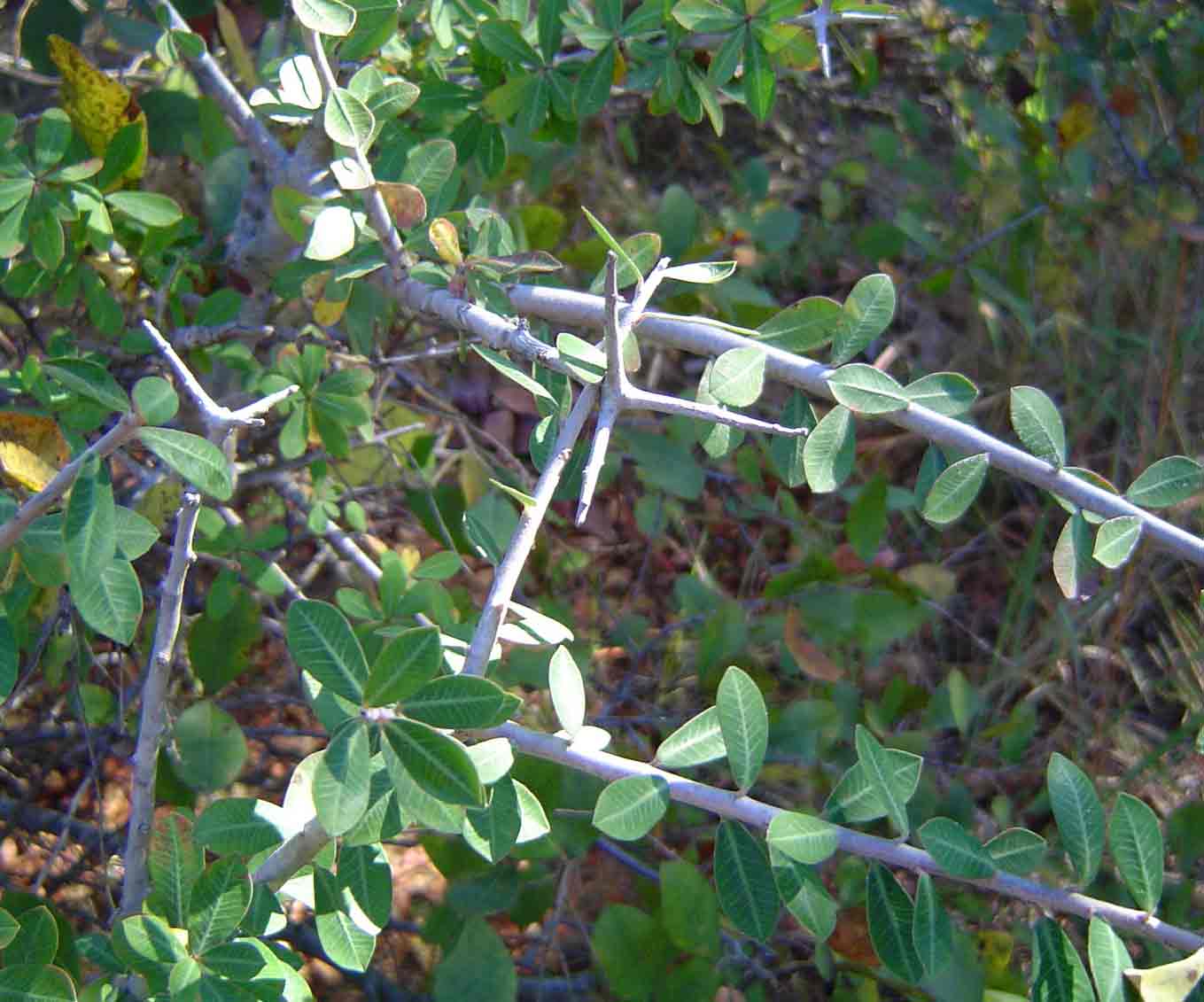 Euphorbia matabelensis