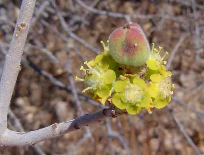 Euphorbia matabelensis