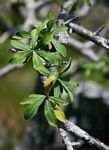 Euphorbia matabelensis