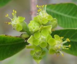 Euphorbia matabelensis