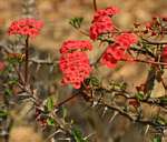 Euphorbia milii
