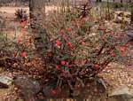 Euphorbia milii
