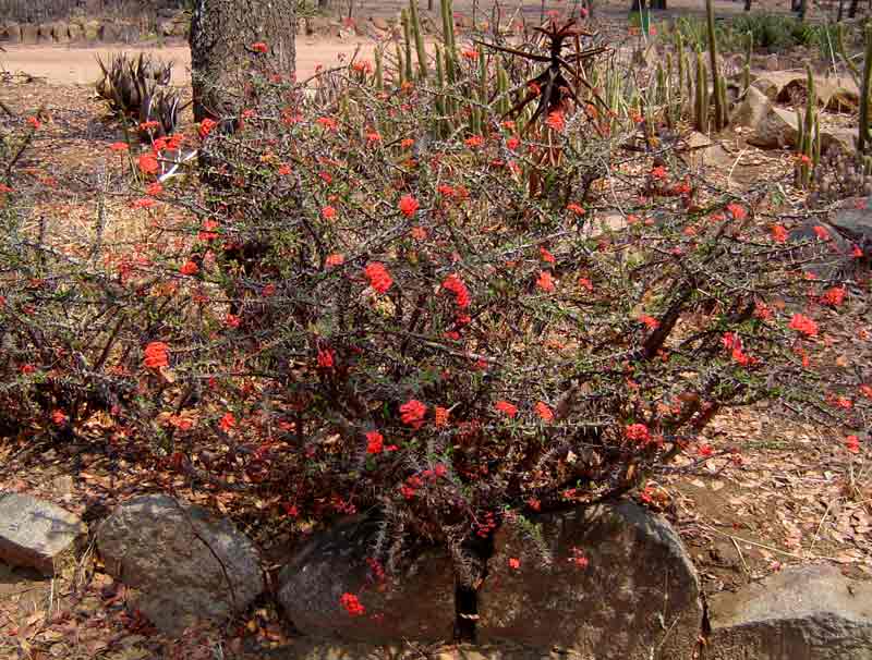 Euphorbia milii