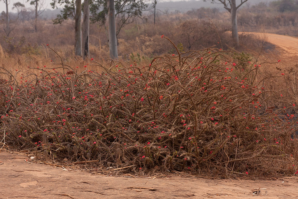 Euphorbia milii