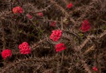 Euphorbia milii