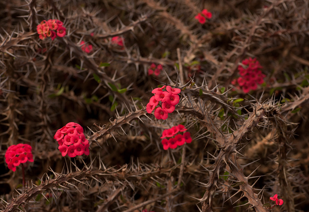 Euphorbia milii